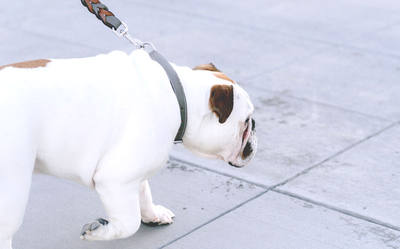 hund beim gassi gehen